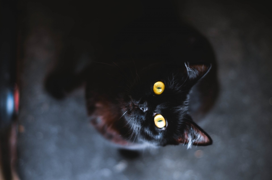 Кошка в темноте