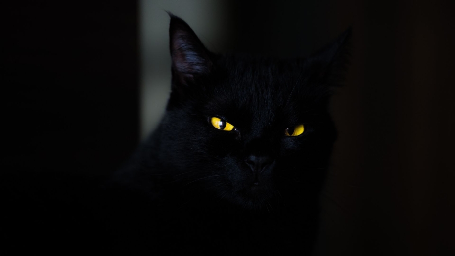 Чёрный кот