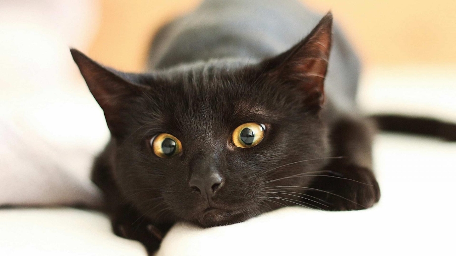 Черные коты