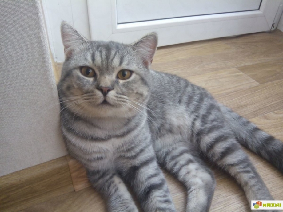 Британский прямоухий кот полосатый