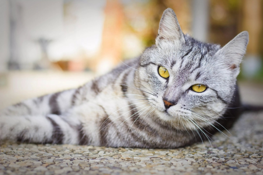 Британский короткошерстный кот полосатый