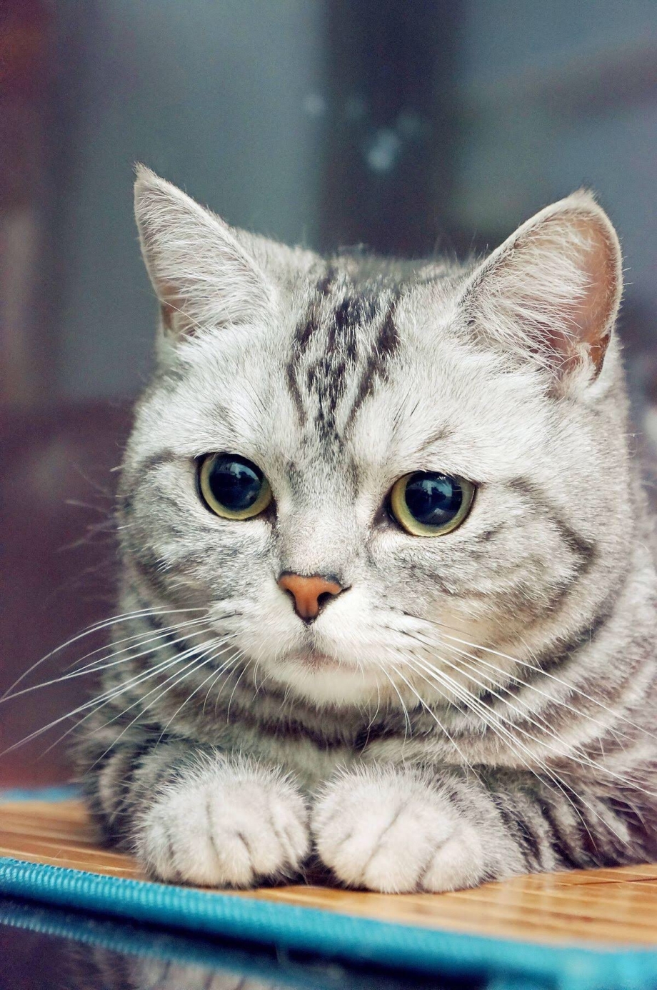 Кот британец серый полосатый