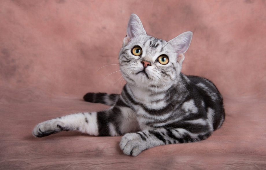Британский короткошерстный кот полосатый