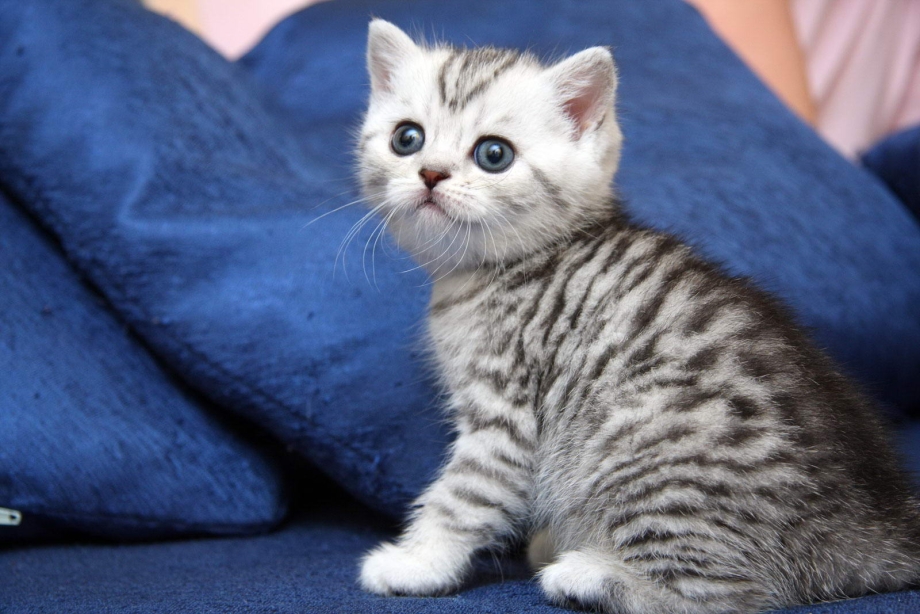 Скоттиш страйт котята