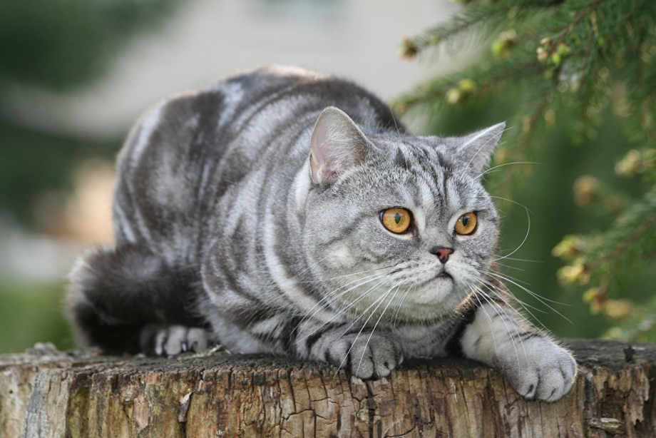 Британский короткошерстный кот полосатый