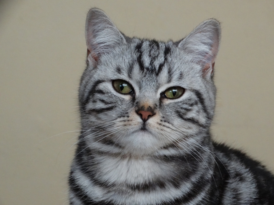 Британская кошка короткошерстная полосатая