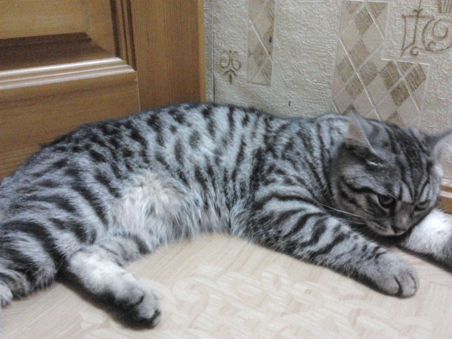 Кот британец серый полосатый