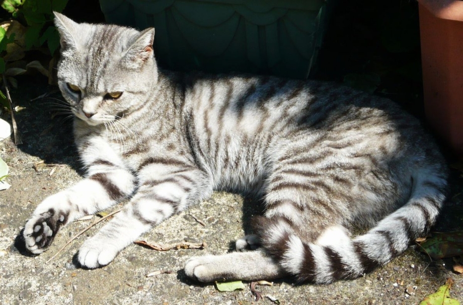 Британская короткошерстная табби