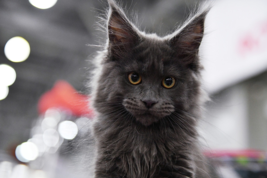 Кошка Мейн кун Валькирия