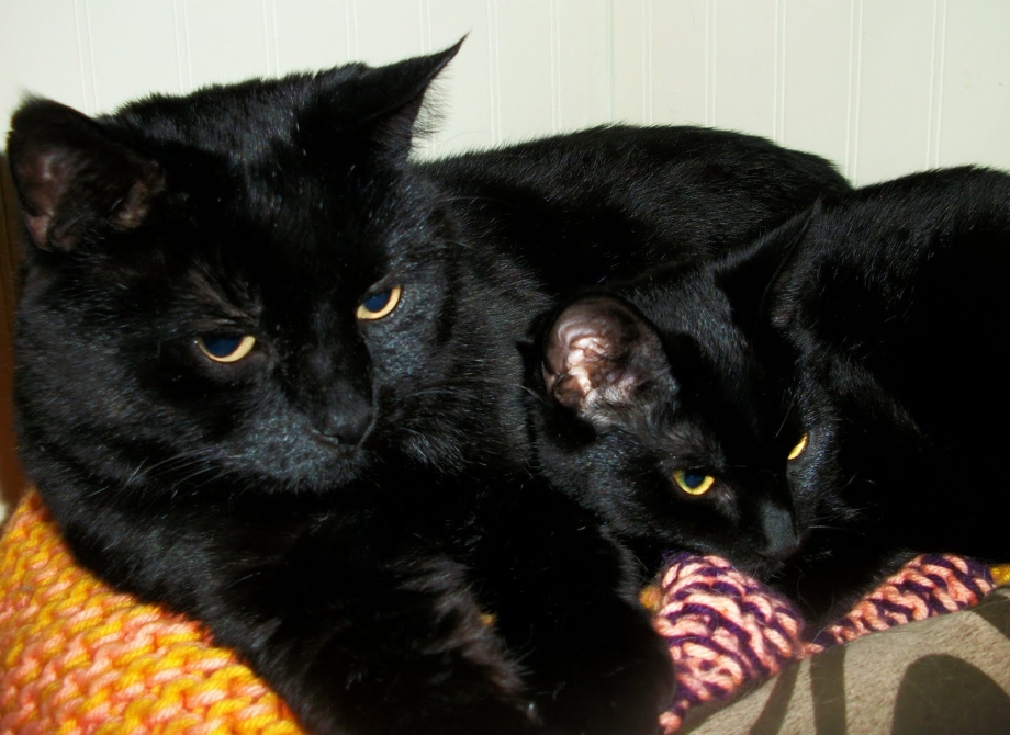 Черная кошка с котятами