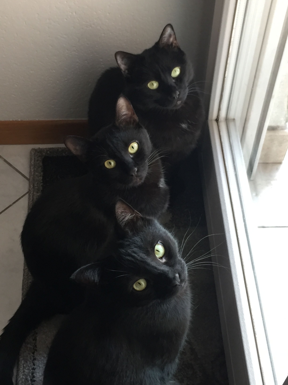 Много черных котят