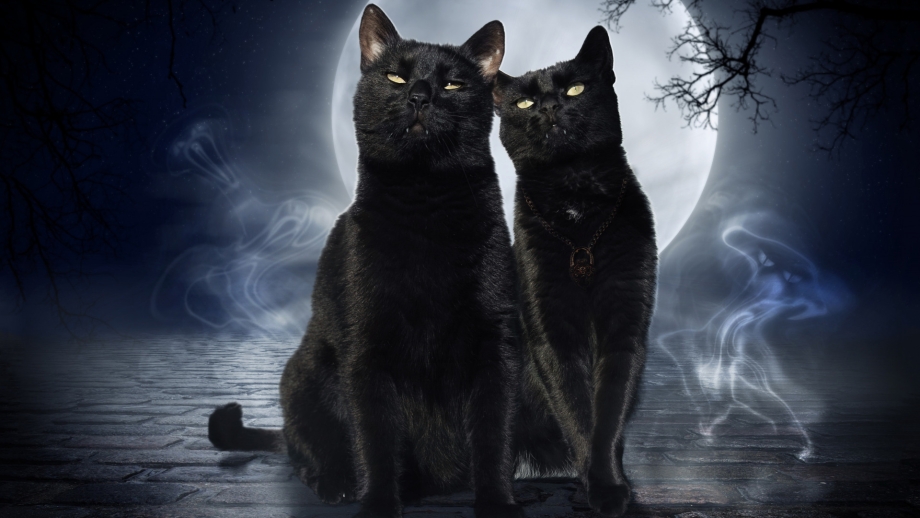 Две черные кошки