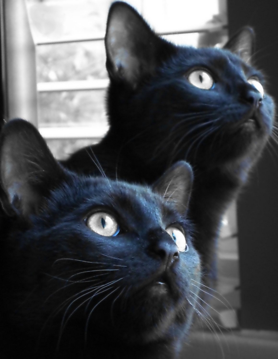 Черный кот и кошка