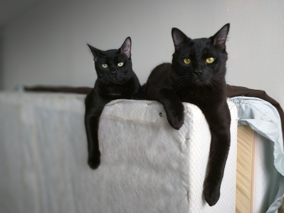 Три чёрных кота
