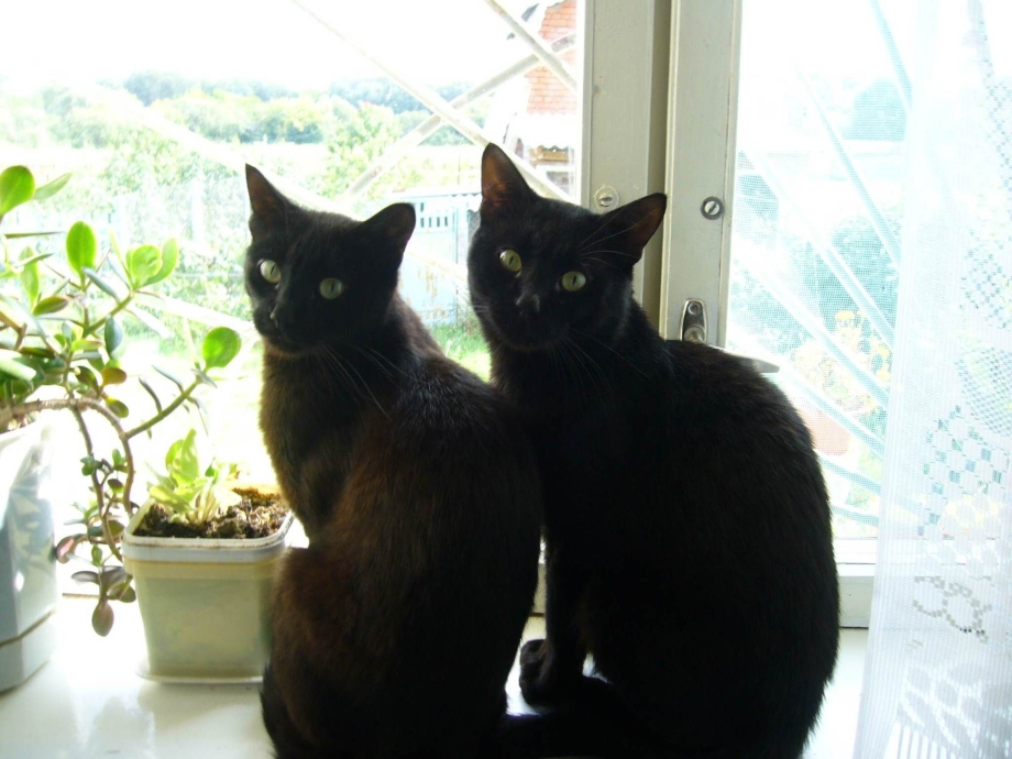 Черный кот и кошка