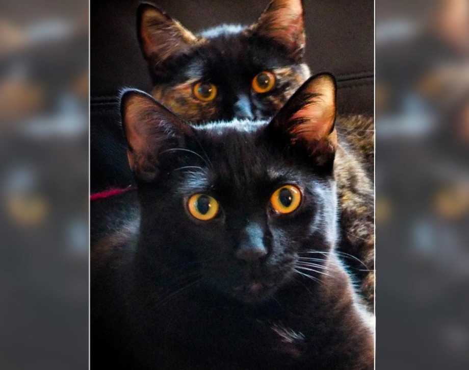 Два черных котика