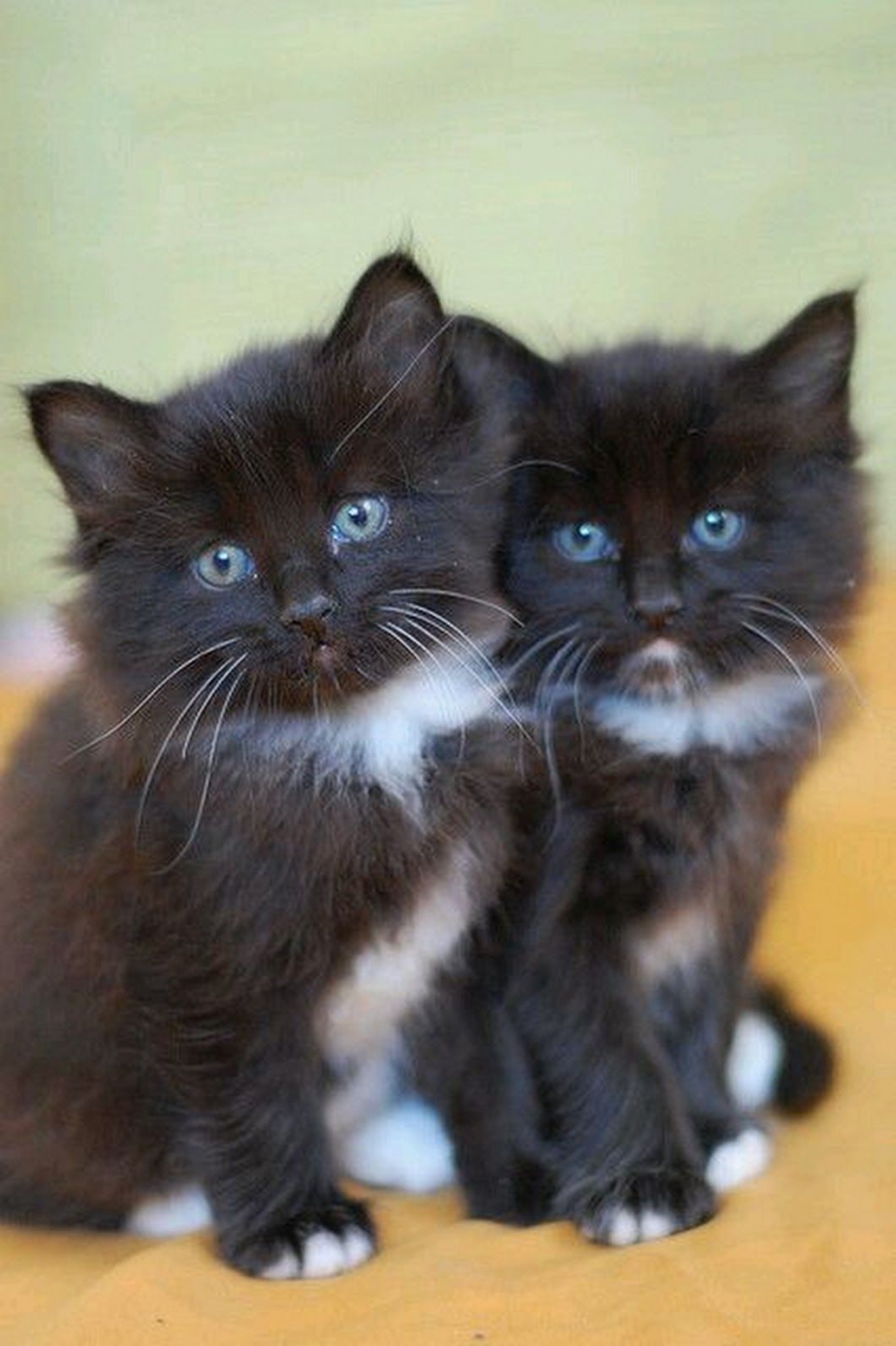 Котята Близнецы