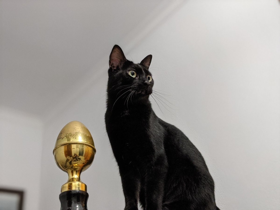 Кошки длинные длинные