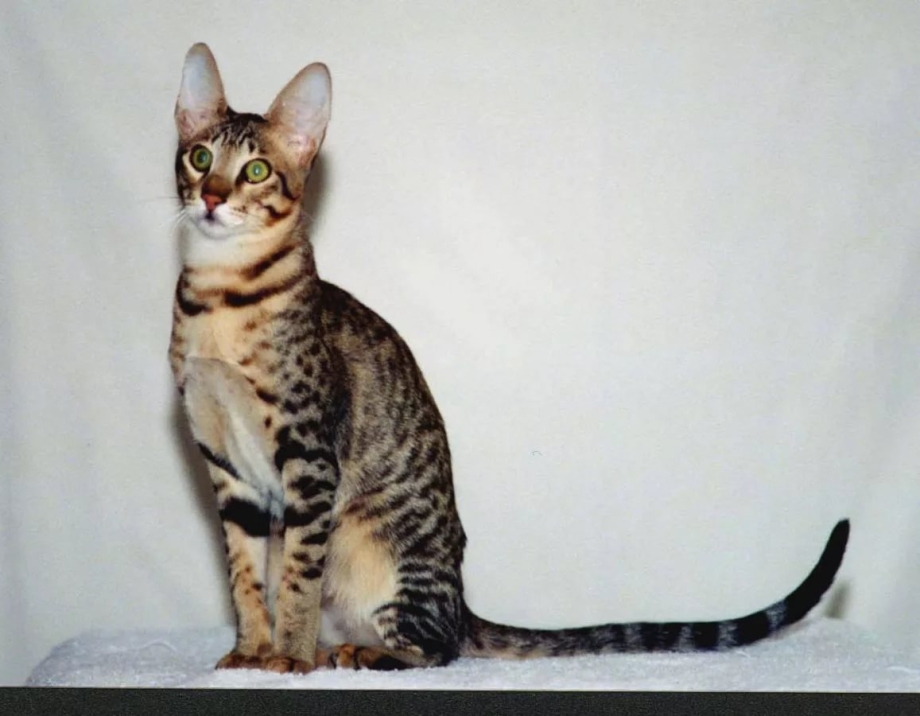 Котята породы Серенгети