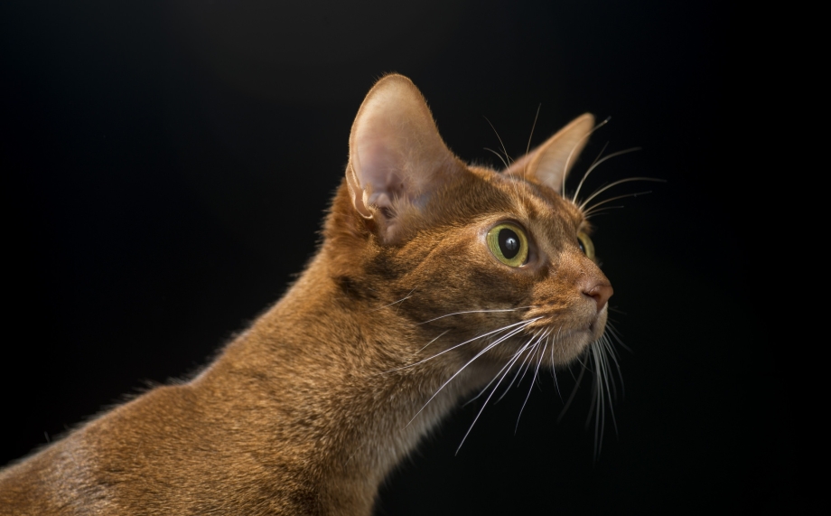 Цейлонская короткошерстная кошка