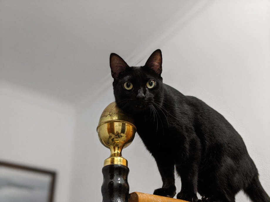 Кот вытянулся