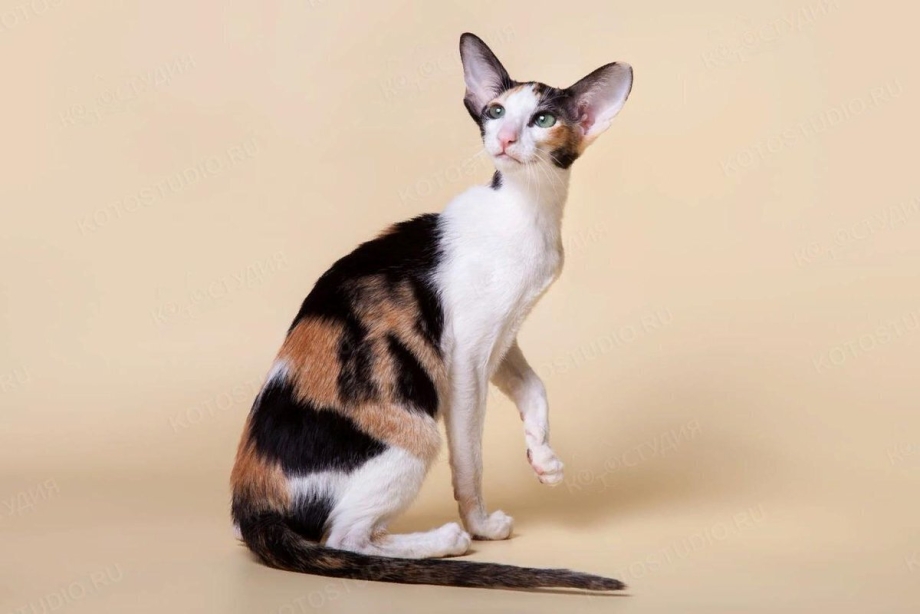 Булинез Блю грей кошки