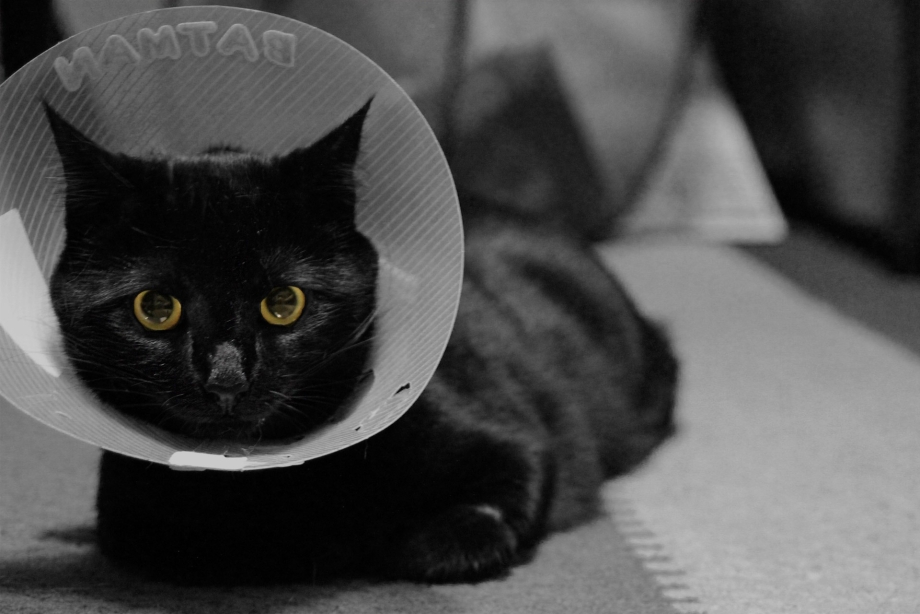 Воротник для кота после операции