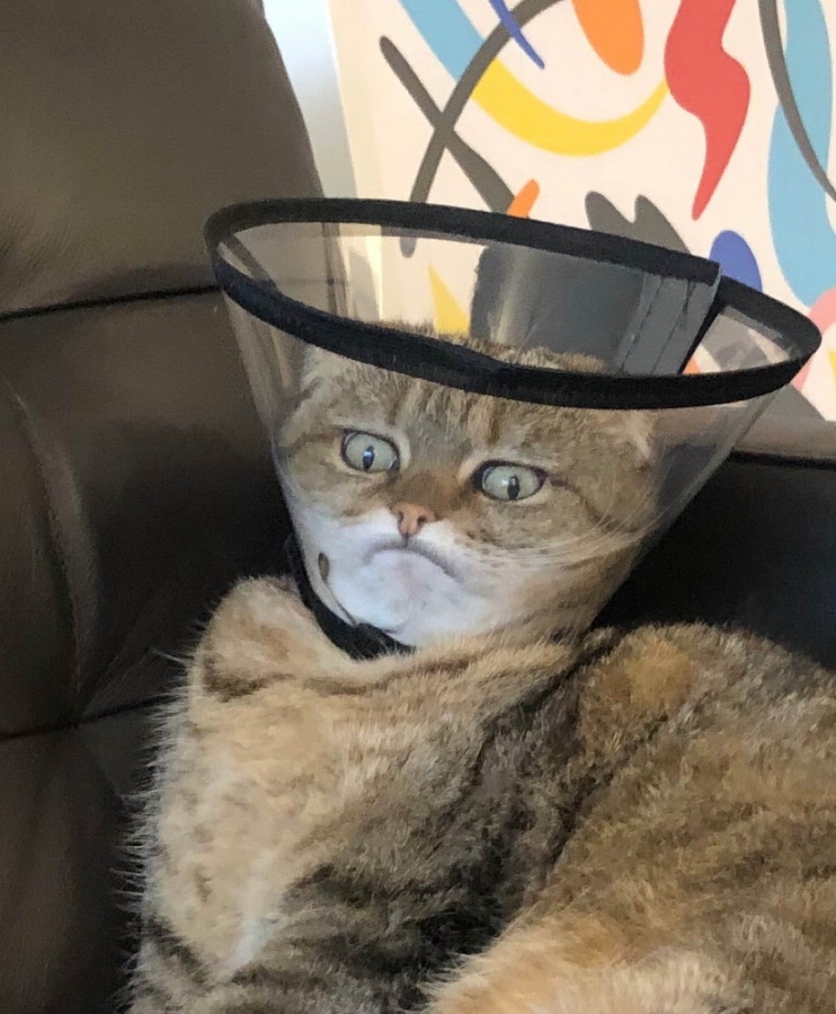 Нелепый кот