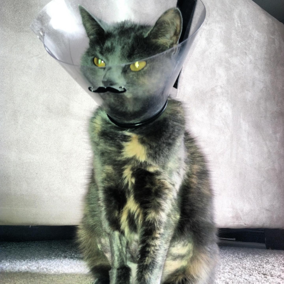 Мягкий воротник для кота