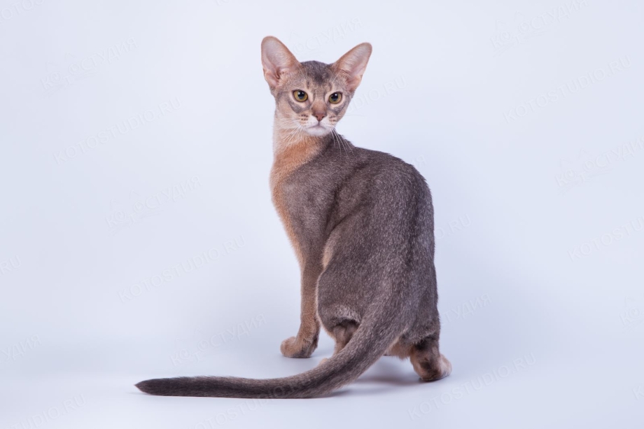 Абиссинская кошка