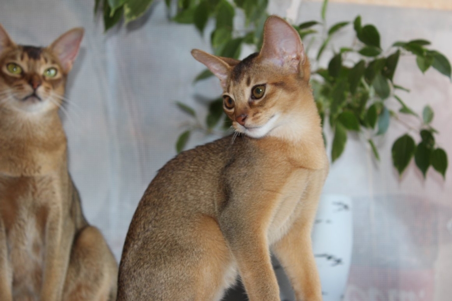 Абиссинский кот полосатый