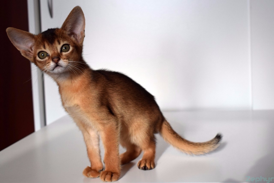 Абиссинская кошка Ruddy