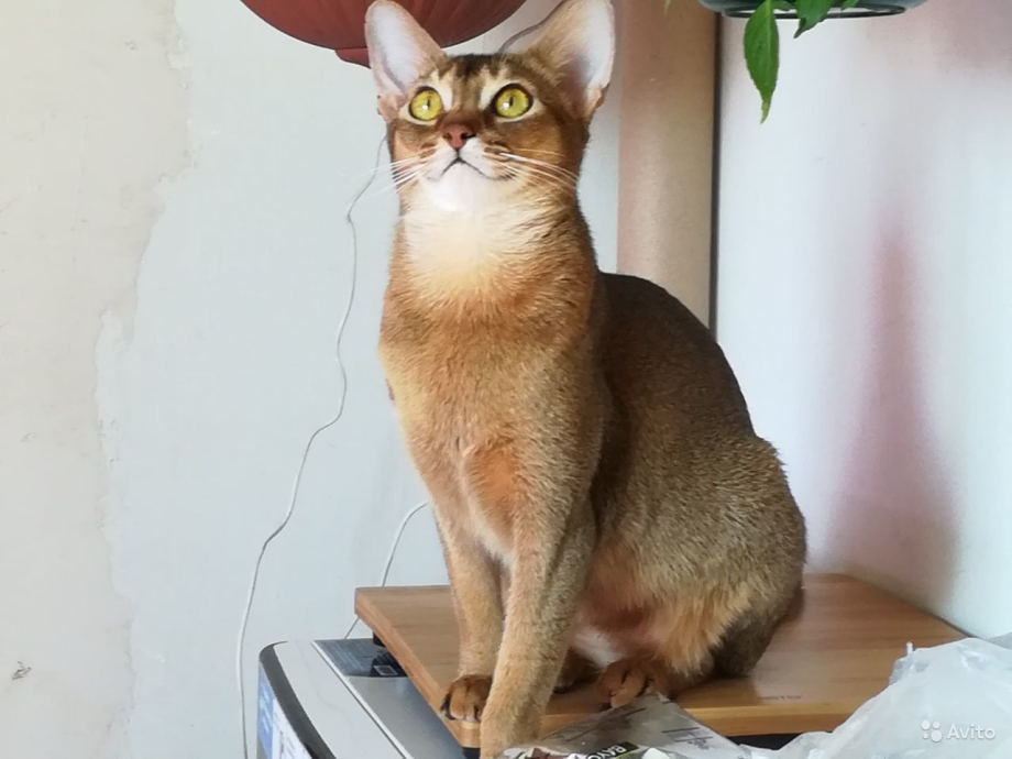 Абиссинская кошка Сорель