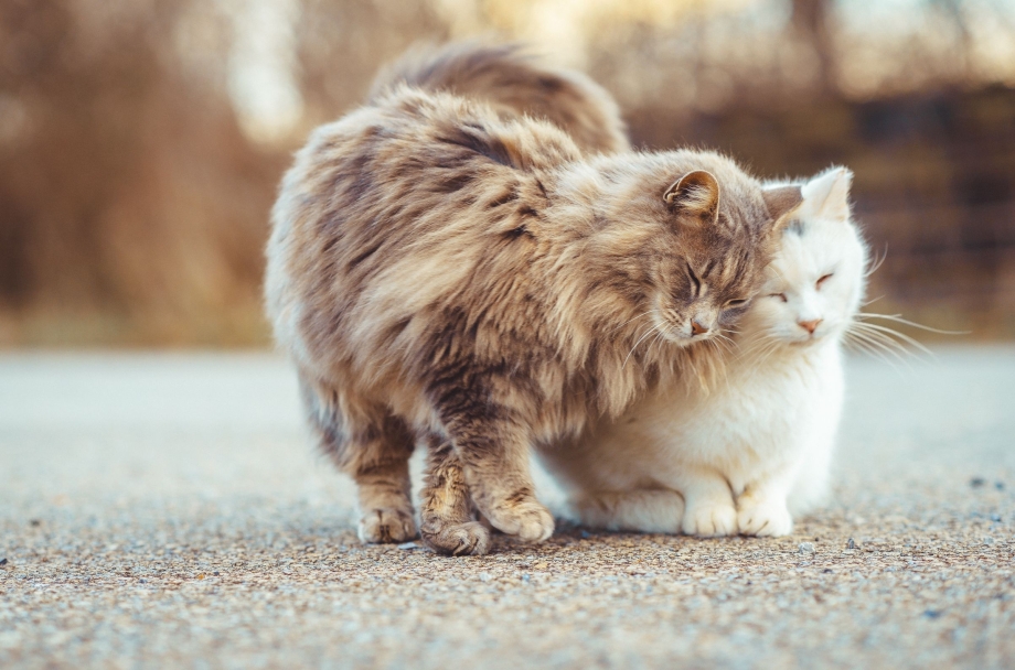 Парочка котов