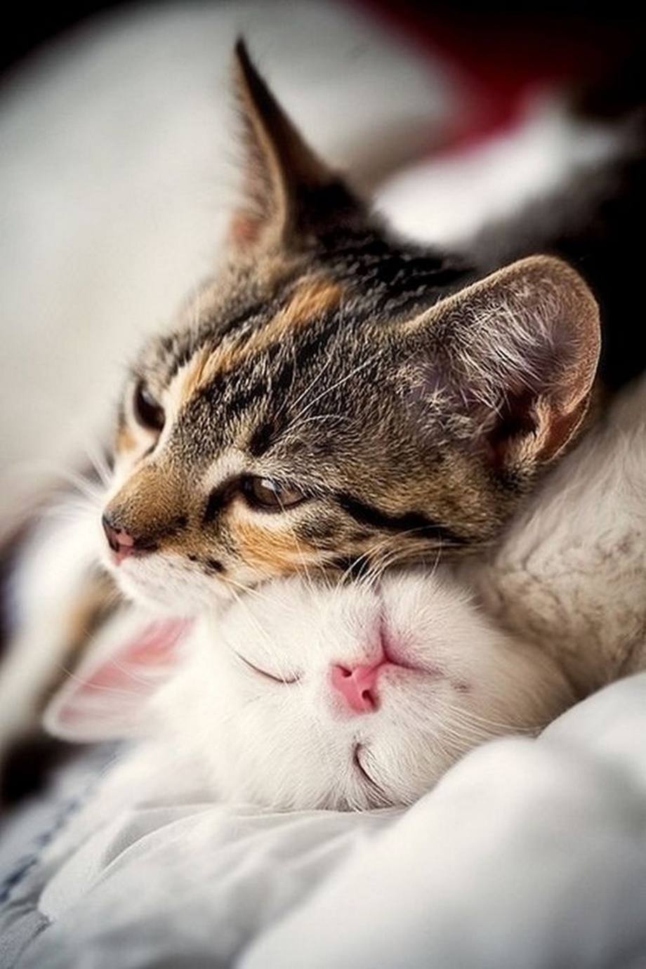 Влюбленные коты