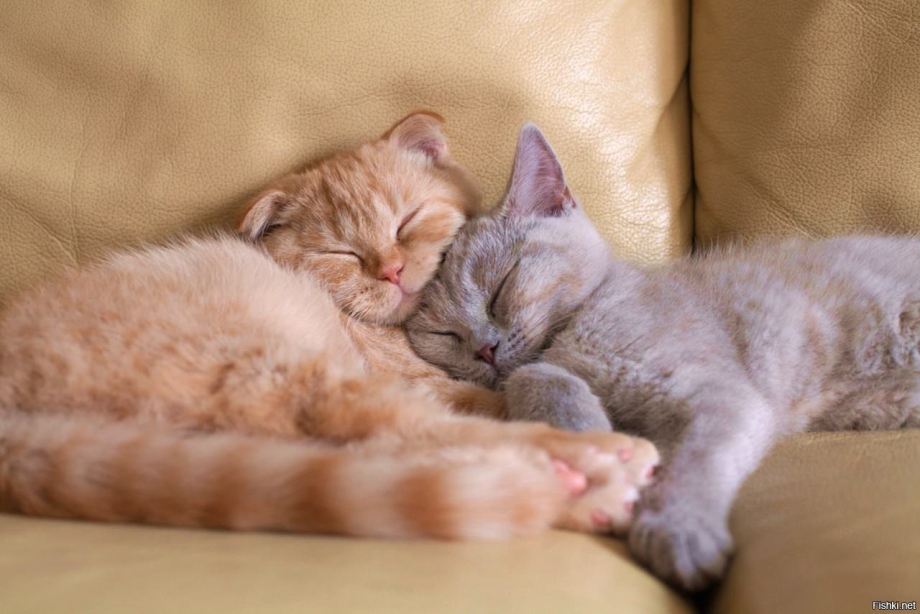 Котенок спит