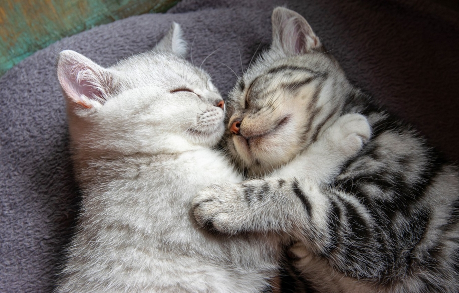 Котики спят вместе