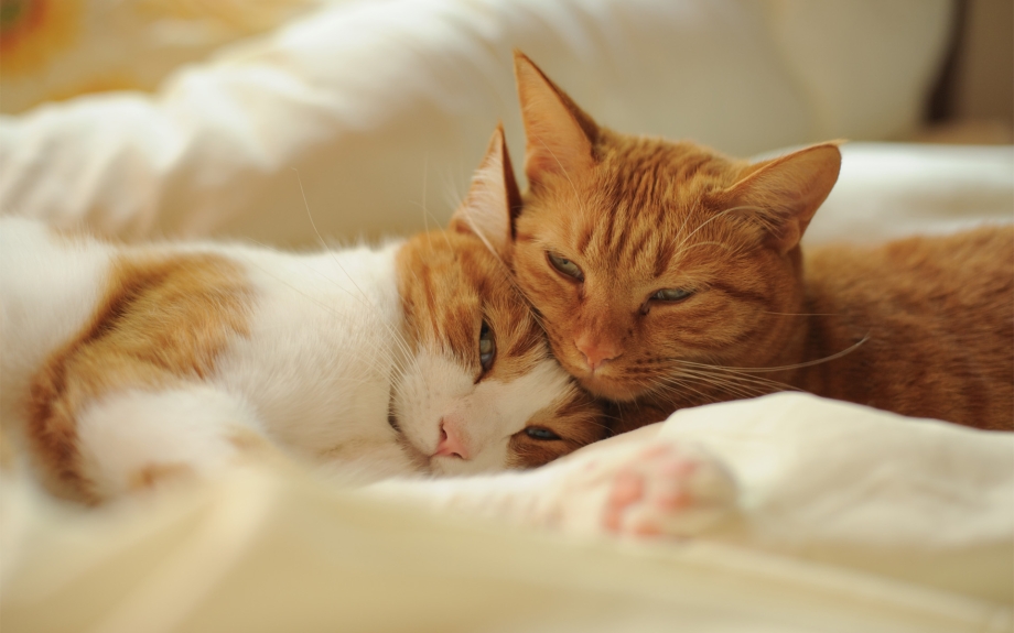 Котики обнимаются