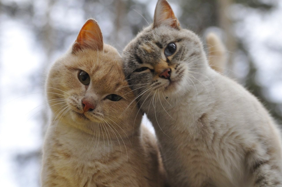 Влюбленные кошки