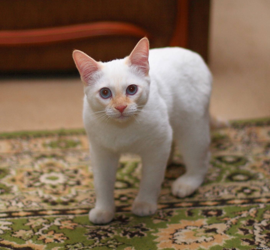 Котята сиамской ред поинт