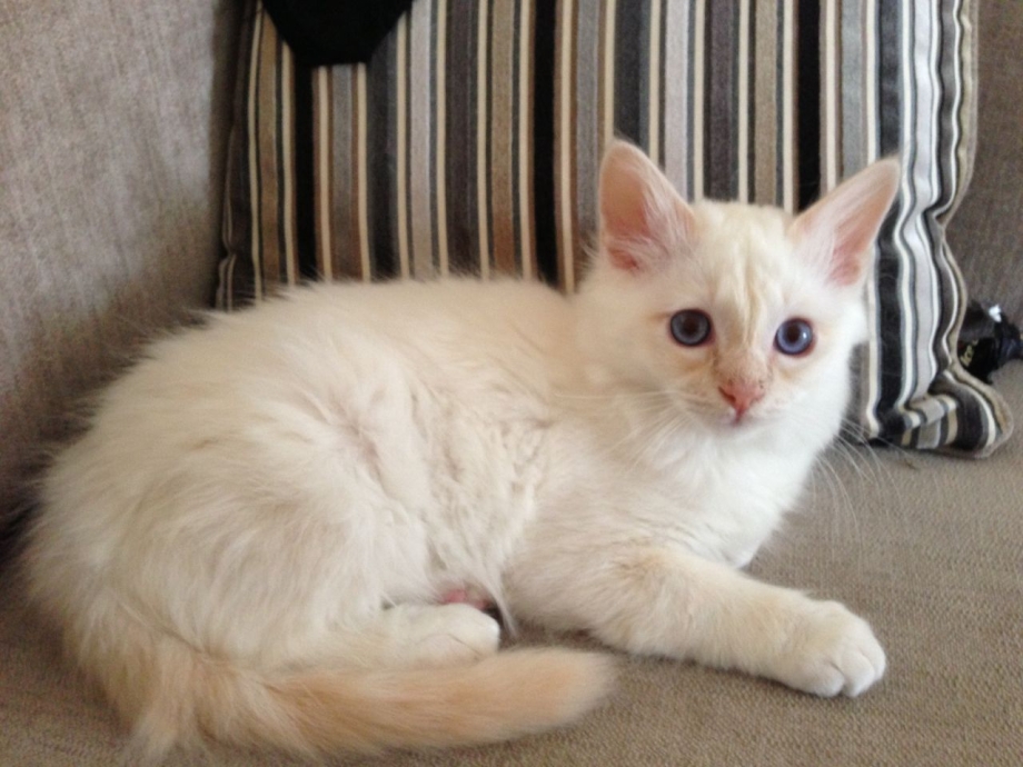Тайская кошка ред Пойнт
