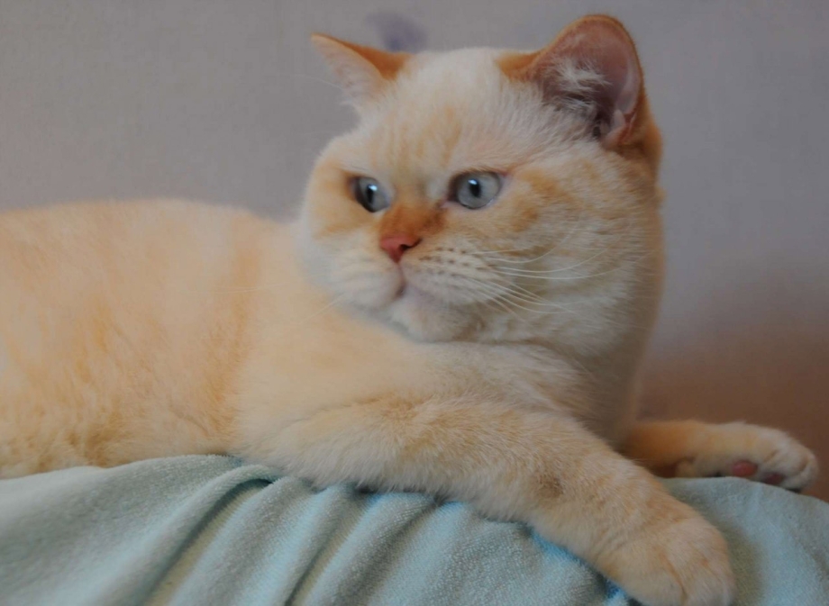 Шотландский прямоухий кот ред поинт