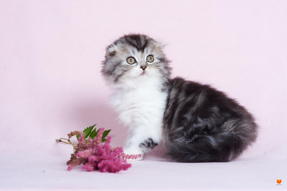 Шотландская кошка вислоухая хайленд страйт