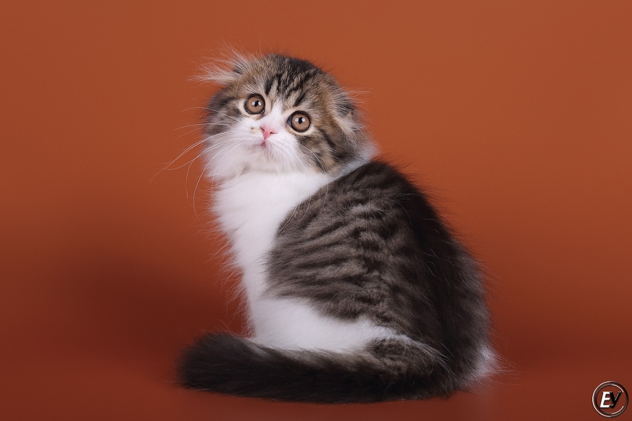 Котята хайленд фолд