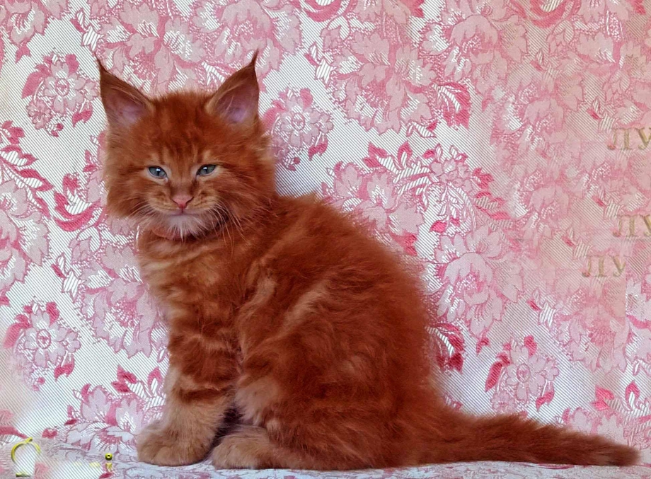 Котята Мейн кун красный Солид