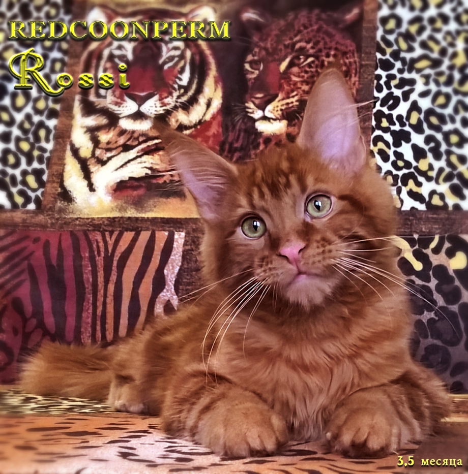 Мейн кун кот красный Солид