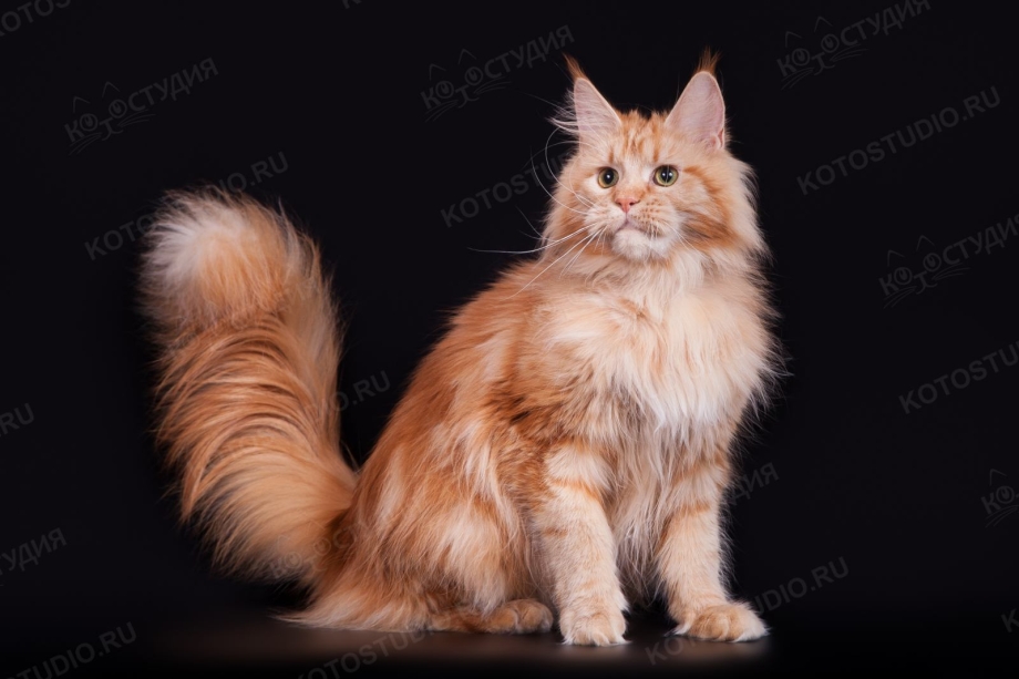 Кот Мейн кун тикированный