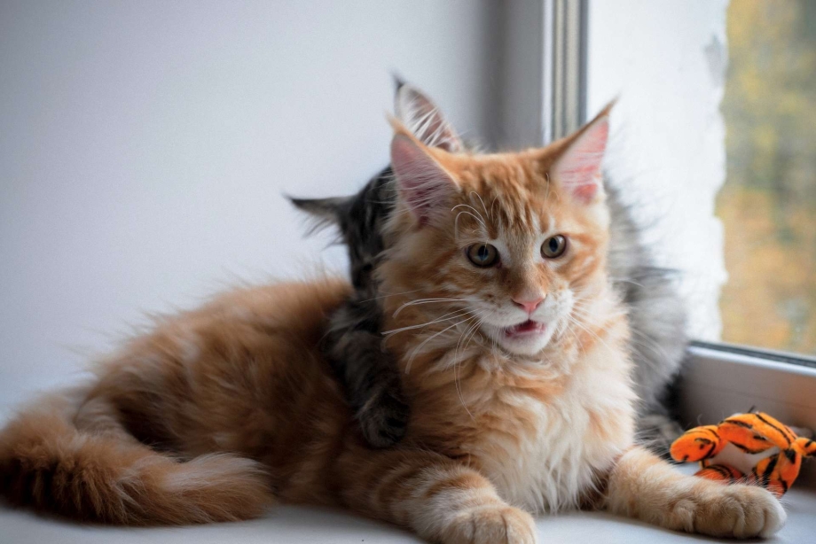 Котята Мейн кун