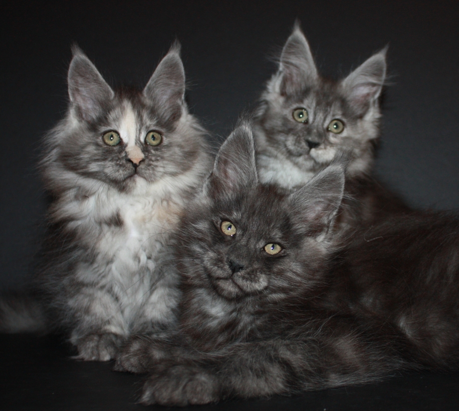 Котята Мейн кун