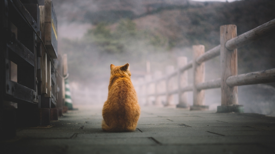 Кот на спине
